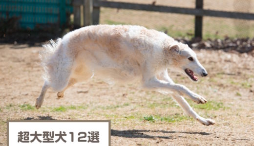 世界一大きい犬を紹介【ギネス認定】！超大型犬の大きな犬12選！