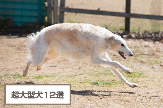 世界一大きい犬を紹介【ギネス認定】！超大型犬12選！