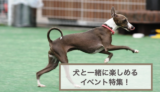 犬と一緒に楽しめるイベント特集！