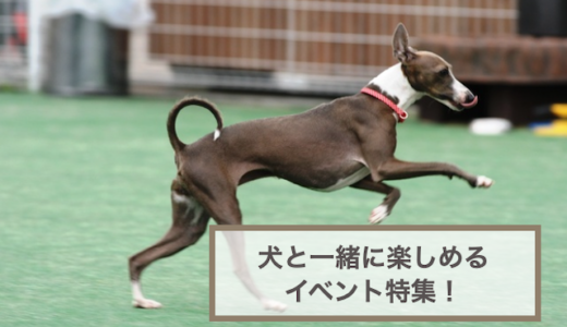 犬と一緒に楽しめるイベント特集！【2023年7月以降】