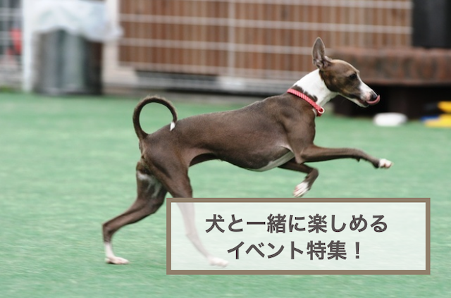 犬と一緒に楽しめるイベント特集！