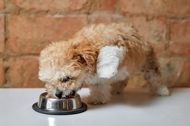 フードを食べる犬