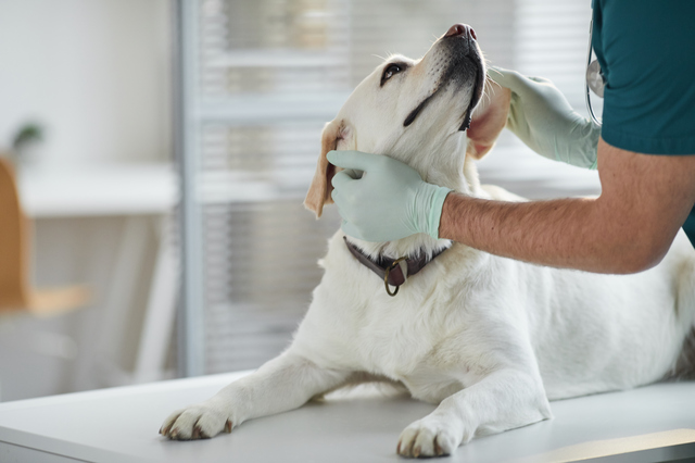 病院で診察を受ける犬