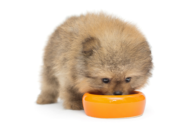 フードを食べる犬