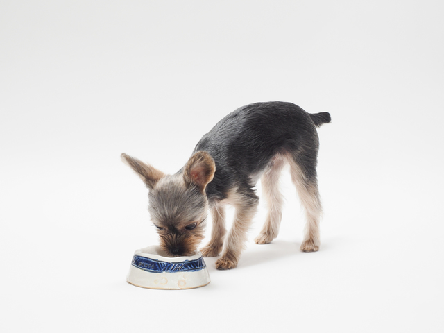 フードを食べる犬