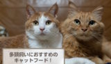 多頭飼いにおすすめのキャットフード9選！選び方も解説