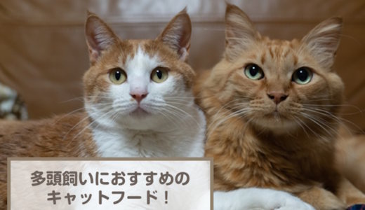 多頭飼いにおすすめのキャットフード9選！選び方も解説