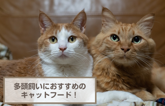 多頭飼いにおすすめのキャットフード9選！選び方も解説