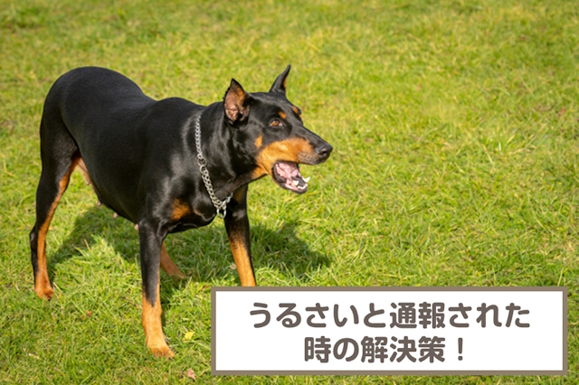 犬がうるさいと通報された時の6つの解決策！無駄吠えの原因も解説