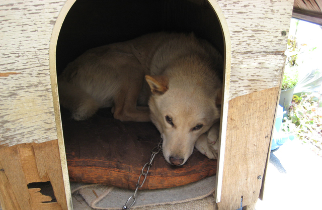 ハウスの中にいる犬