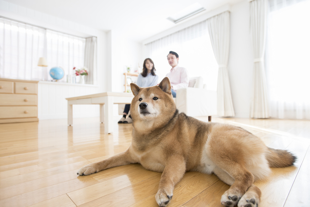 リビングで堂々とする犬