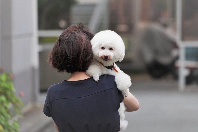 人に抱っこされる犬