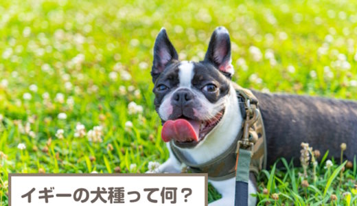 イギーの犬種って何？フレンチブルドッグ？ボストンテリア？