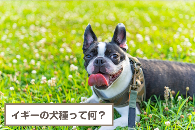 イギーの犬種って何？フレンチブルドッグ？ボストンテリア？