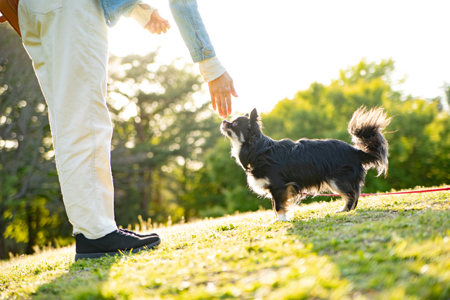 犬と人間の手