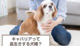 キャバリアの平均寿命は何歳？長生きしてもらうには？