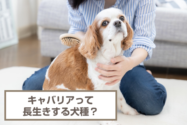 キャバリアの平均寿命は何歳？長生きしてもらうには？