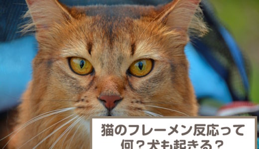 【動画あり】フレーメン反応って何？猫が反応する理由は？犬も起こす？