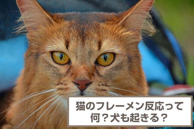 【動画あり】フレーメン反応って何？猫が反応する理由は？犬も起こす？