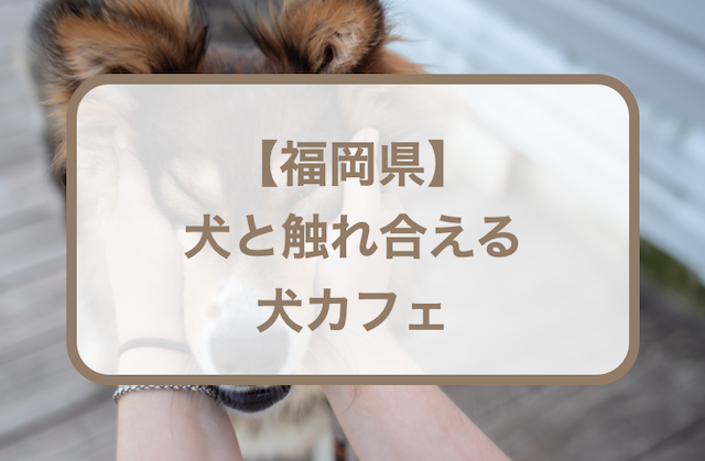 【福岡県】犬と触れ合える犬カフェおすすめ6選！