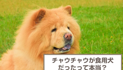 チャウチャウって食用犬だったのは本当？歴史・原産国・飼われ方を解説