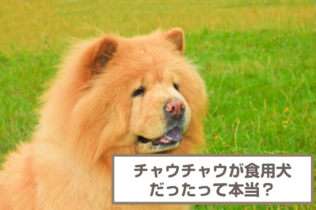 チャウチャウって食用犬だったのは本当？歴史・原産国・飼われ方を解説