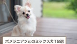 ポメラニアンとのミックス犬12選！プードルやシーズーとのミックスも