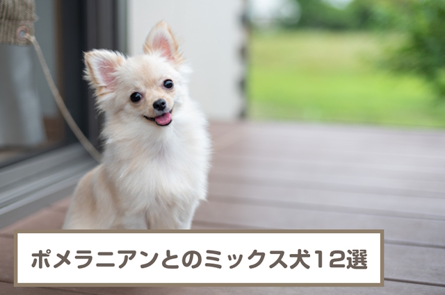 ポメラニアンとのミックス犬12選！プードルやシーズーとのミックスも