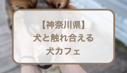 【神奈川】犬と触れ合える犬カフェおすすめ7選！愛犬ど同伴できるカフェに行くときの持ち物リストも