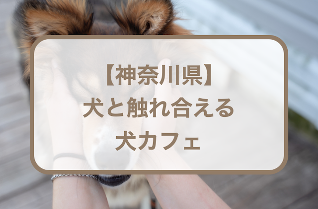 【神奈川】犬と触れ合える犬カフェおすすめ7選！愛犬ど同伴できるカフェに行くときの持ち物リストも