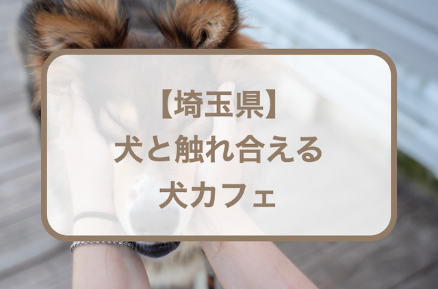 【埼玉】犬と触れ合える犬カフェおすすめ6選！行く前に準備しておきたいことも