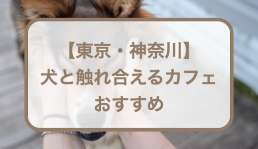 犬と触れ合えるカフェおすすめ！【東京・神奈川】