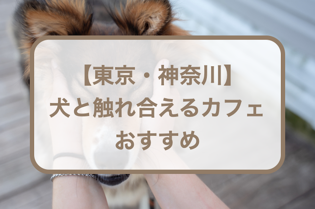 犬と触れ合えるカフェおすすめ！【東京・神奈川】