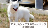 アメリカン・エスキモー・ドッグってどんな犬？性格・サイズ・歴史