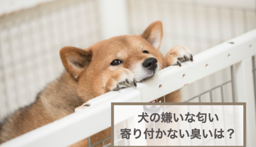 犬の嫌いな匂い・寄り付かない臭い10選！犬の嫌いな匂いを使ったしつけも