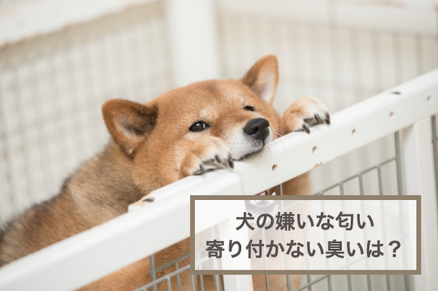 犬の嫌いな匂い・寄り付かない臭い10選！犬の嫌いな匂いを使ったしつけも