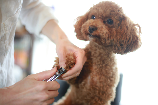 爪切りされる犬