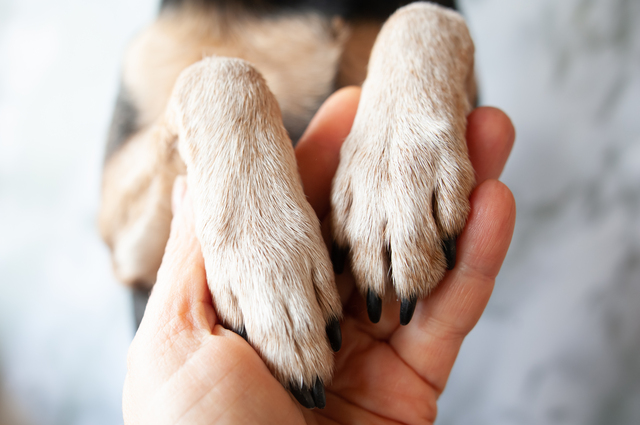 犬の前足