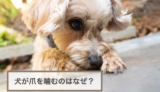 犬が爪を噛むのはなぜ？爪を噛むのをやめさせる方法4選！