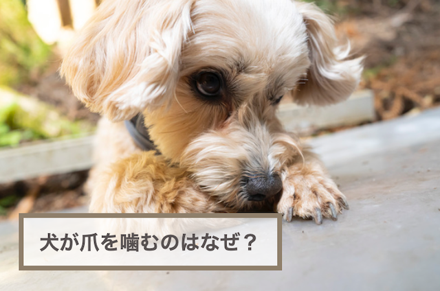 犬が爪を噛むのはなぜ？爪を噛むのをやめさせる方法4選！