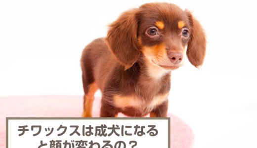 【写真あり】チワックスは成犬になると顔が変わるの？鼻はどっちに似る？