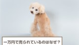 一万円で買える犬が売られているのはなぜ？問題があるの？