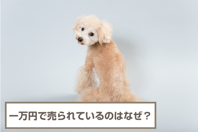 一万円で買える犬が売られているのはなぜ？問題があるの？