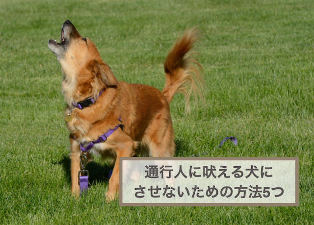 通行人に吠える犬にさせないための方法5つ！吠える原因と対処法も