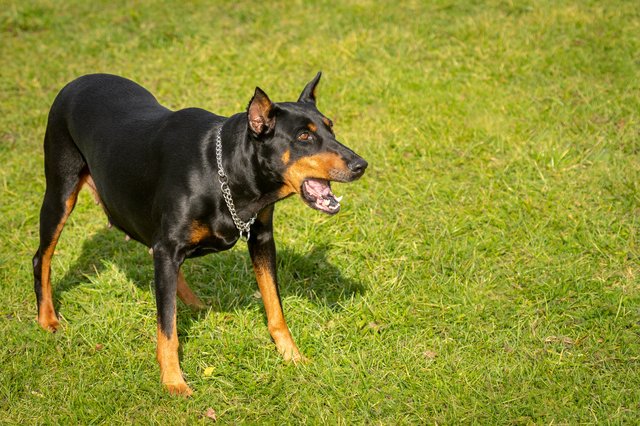 何かに向かって吠える犬