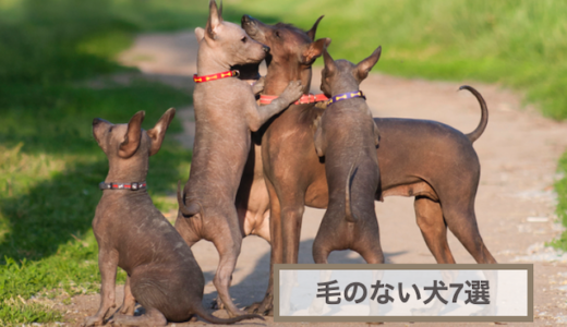 毛のない犬の名前は？毛がない理由も