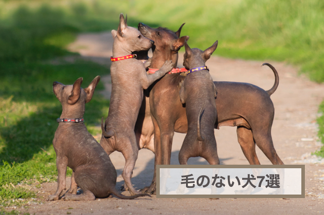 毛のない犬の名前は？毛がない理由も