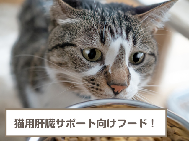 猫用肝臓のサポート向けフード4選！選び方も解説