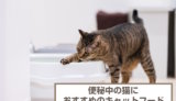 便秘中の猫におすすめのキャットフード10選！選び方も解説