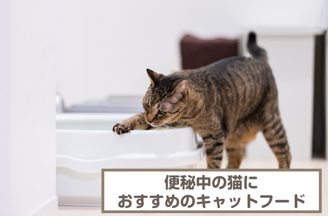 便秘中の猫におすすめのキャットフード10選！選び方も解説